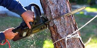 Best Weed Control  in Ridgeway, VA