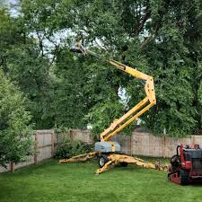 Best Tree Cabling and Bracing  in Ridgeway, VA