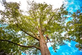 Best Lawn Pest Prevention  in Ridgeway, VA