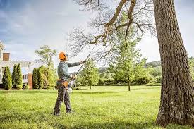 Best Organic Lawn Care Solutions  in Ridgeway, VA