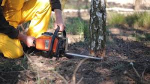 Best Tree Removal  in Ridgeway, VA