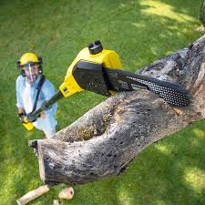 Best Tree Maintenance Programs  in Ridgeway, VA