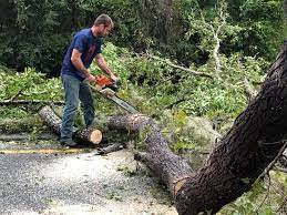 Best Palm Tree Trimming  in Ridgeway, VA