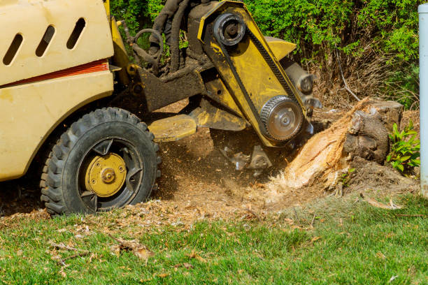 Best Tree and Shrub Care  in Ridgeway, VA