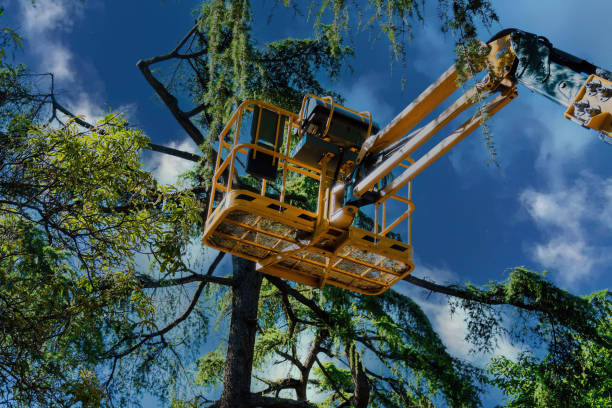 Best Arborist Consultation Services  in Ridgeway, VA