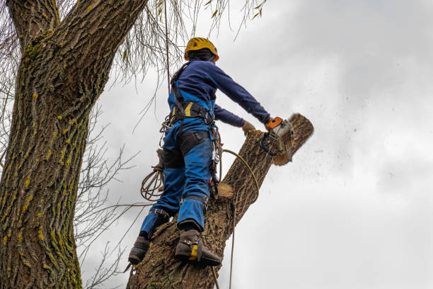 Ridgeway, VA Tree Services Company