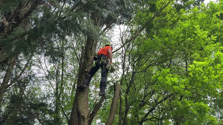 Best Hazardous Tree Removal  in Ridgeway, VA