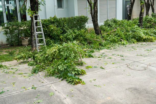 Lawn Pest Prevention in Ridgeway, VA