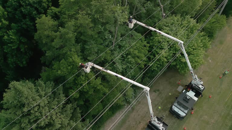 How Our Tree Care Process Works  in  Ridgeway, VA