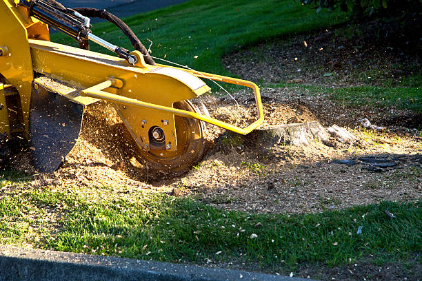 Best Pest Control for Lawns  in Ridgeway, VA