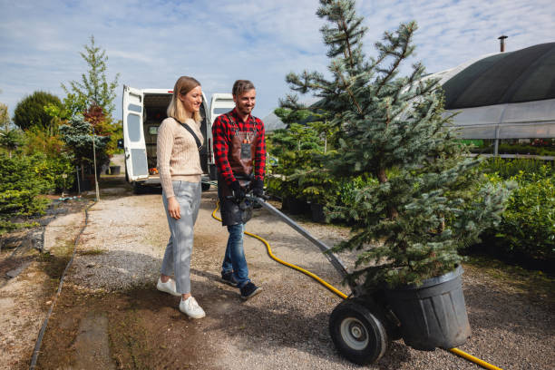 Best Lawn Renovation and Restoration  in Ridgeway, VA