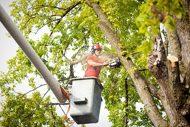 Best Utility Line Clearance  in Ridgeway, VA