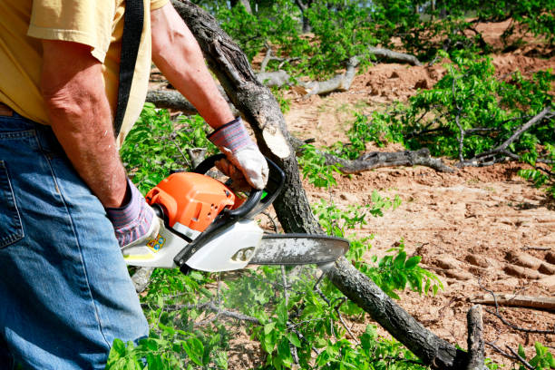 Best Aeration Services  in Ridgeway, VA