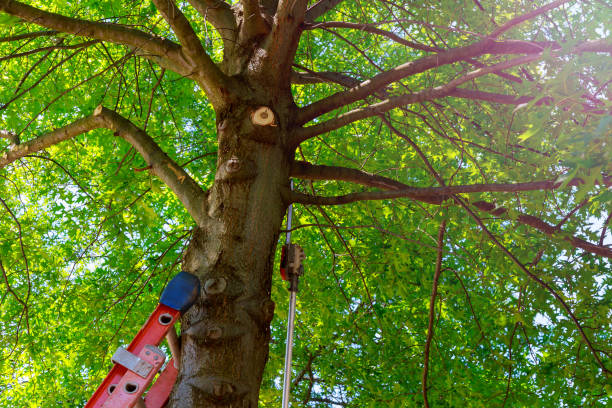 Best Emergency Tree Removal  in Ridgeway, VA